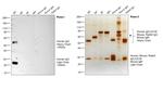 Human IgG (H+L) Secondary Antibody in Western Blot (WB)