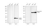 Human IgG (H+L) Cross-Adsorbed Secondary Antibody in Western Blot (WB)