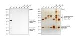 Human IgG (H+L) Cross-Adsorbed Secondary Antibody in Western Blot (WB)