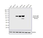 F(ab')2-Goat anti-Human IgM (Heavy chain) Secondary Antibody, HRP