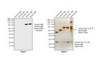 Human IgM (Heavy chain) Secondary Antibody in Western Blot (WB)