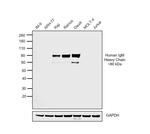 Human IgM (Heavy chain) Secondary Antibody in Western Blot (WB)