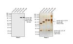 Human IgM (Heavy chain) Secondary Antibody in Western Blot (WB)