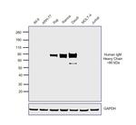 F(ab')2-Goat anti-Human IgM (Heavy chain) Cross-Adsorbed Secondary Antibody, HRP