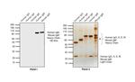 Human IgM (Heavy chain) Cross-Adsorbed Secondary Antibody in Western Blot (WB)