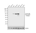 Human IgM (Heavy chain) Cross-Adsorbed Secondary Antibody in Western Blot (WB)