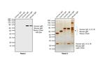 Human IgM (Heavy chain) Cross-Adsorbed Secondary Antibody in Western Blot (WB)