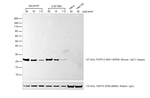 F(ab')2-Donkey anti-Mouse IgG (H+L) Secondary Antibody, HRP