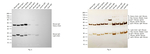 Mouse IgG (H+L) Secondary Antibody in Western Blot (WB)