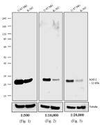F(ab')2-Donkey anti-Mouse IgG (H+L) Secondary Antibody, HRP