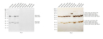 Mouse IgG (H+L) Highly Cross-Adsorbed Secondary Antibody