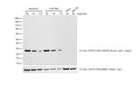 F(ab')2-Donkey anti-Mouse IgG (H+L) Highly Cross-Adsorbed Secondary Antibody, HRP