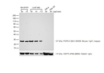 F(ab')2-Goat anti-Mouse IgG (H+L) Secondary Antibody, HRP