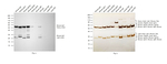 Mouse IgG (H+L) Secondary Antibody in Western Blot (WB)