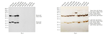 Mouse IgG (H+L) Highly Cross-Adsorbed Secondary Antibody