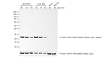 F(ab')2-Goat anti-Mouse IgG (H+L) Highly Cross-Adsorbed Secondary Antibody, HRP