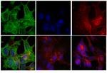 F(ab')2-Goat anti-Mouse IgG (H+L) Highly Cross-Adsorbed Secondary Antibody, FITC