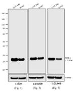 F(ab')2-Goat anti-Mouse IgG (H+L) Highly Cross-Adsorbed Secondary Antibody, Biotin