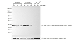 F(ab')2-Goat anti-Mouse IgG (H+L) Cross-Adsorbed Secondary Antibody, HRP