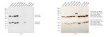 Mouse IgG (H+L) Cross-Adsorbed Secondary Antibody in Western Blot (WB)