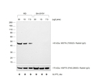 F(ab')2-Goat anti-Rabbit IgG (H+L) Secondary Antibody, HRP