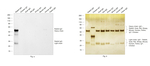 Rabbit IgG (H+L) Secondary Antibody in Western Blot (WB)