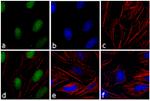 F(ab')2-Goat anti-Rabbit IgG (H+L) Secondary Antibody, FITC
