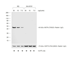 F(ab')2-Goat anti-Rabbit IgG (H+L) Cross-Adsorbed Secondary Antibody, HRP