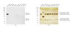 Rabbit IgG (H+L) Cross-Adsorbed Secondary Antibody in Western Blot (WB)