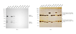 Rat IgG (H+L) Highly Cross-Adsorbed Secondary Antibody