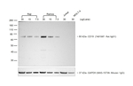 Rat IgG (H+L) Highly Cross-Adsorbed Secondary Antibody in Western Blot (WB)