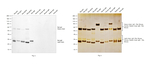 Rat IgG (H+L) Cross-Adsorbed Secondary Antibody in Western Blot (WB)