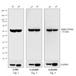 Rat IgG (H+L) Cross-Adsorbed Secondary Antibody in Western Blot (WB)