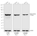 Rat IgG (H+L) Highly Cross-Adsorbed Secondary Antibody in Western Blot (WB)