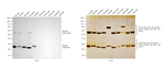 Rat IgG (H+L) Highly Cross-Adsorbed Secondary Antibody in Western Blot (WB)