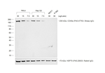 Sheep IgG (H+L) Secondary Antibody in Western Blot (WB)