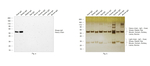 Sheep IgG (H+L) Secondary Antibody in Western Blot (WB)