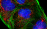 Rabbit anti-Goat IgG (Heavy Chain) Superclonal™ Secondary Antibody, Alexa Fluor™ 488