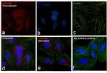 Goat IgG (H+L) Secondary Antibody in Immunocytochemistry (ICC/IF)