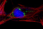 Goat IgG (H+L) Secondary Antibody in Immunocytochemistry (ICC/IF)