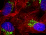 Rabbit anti-Goat IgG (Heavy Chain) Superclonal™ Secondary Antibody, Alexa Fluor™ 647