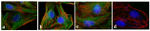 Rabbit anti-Mouse IgG (H+L) Superclonal™ Secondary Antibody