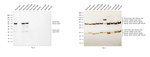 Mouse IgG (Heavy chain) Secondary Antibody