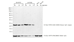 Rabbit anti-Mouse IgG (H+L) Superclonal™ Secondary Antibody, HRP