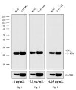 Rabbit anti-Mouse IgG (H+L) Superclonal™ Secondary Antibody, HRP