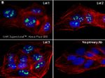 Rabbit IgG (Heavy chain) Secondary Antibody in Immunocytochemistry (ICC/IF)