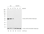 Rabbit IgG (Heavy chain) Secondary Antibody in Western Blot (WB)
