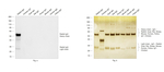 Rabbit IgG (Heavy chain) Secondary Antibody in Western Blot (WB)