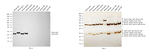 Mouse IgG (H+L) Secondary Antibody