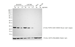 Goat anti-Mouse IgG (H+L) Superclonal™ Secondary Antibody, HRP